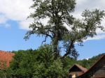 DSCN7934-m